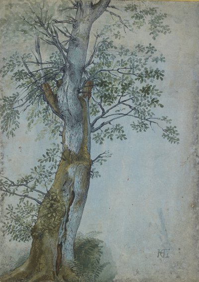Studie eines Baumes, 1597-99 von Hendrik Goltzius