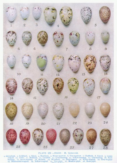 Eier der Krähenfamilie, Illustration aus 