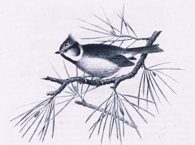 Schottische Haubenmeisen, Natur in Großbritannien veröffentlicht von Collins, 1946 von Hendrik Gronvold