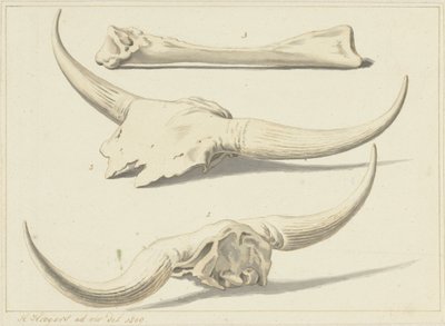 Fossile Knochen eines Auerochsen, gefunden während der Überschwemmung, 1809 von Hendrik Hoogers