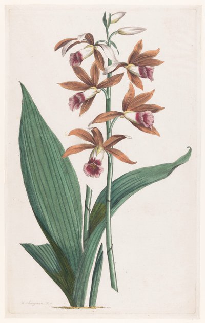 Sumpforchidee von Hendrik Schwegman