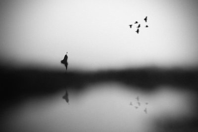 Gelassene Vogelreflexion von Hengki Lee