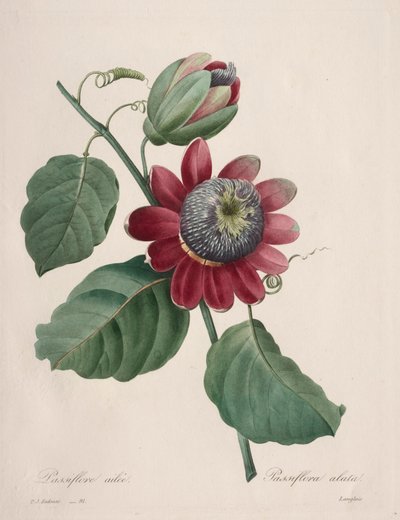 Choix des plus belles fleurs...plus beaux fruits: Passiflore ailee, 1827 von Pierre Joseph Redouté
