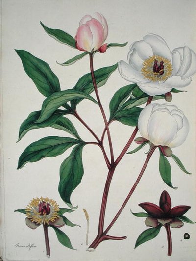 Paeonia Albiflora, aus 
