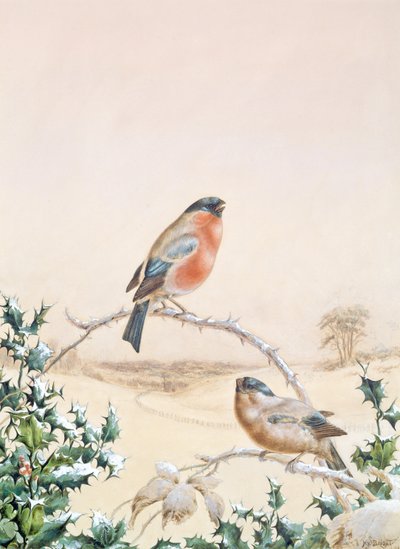 Winterszene mit Buchfink und Stechpalme von Henry Bright