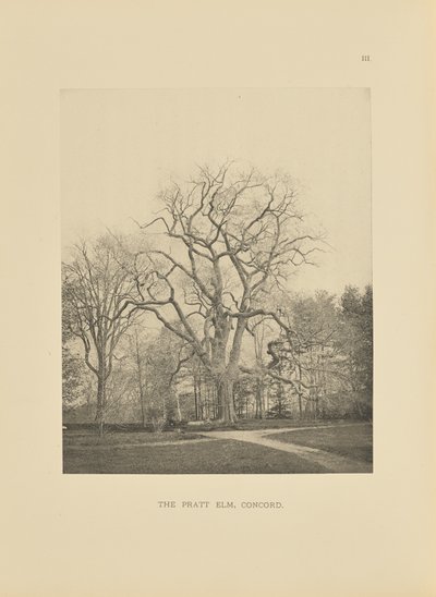 Die Pratt-Ulme, Concord von Henry Brooks