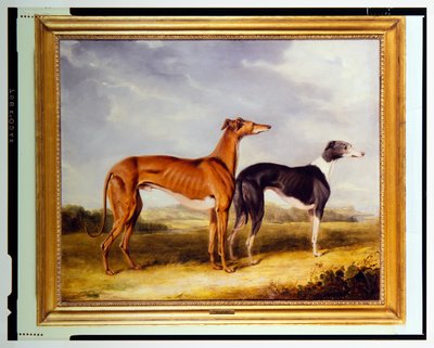 Zwei Windhunde, Eigentum von Dr. Edmund Taylor von Booth Hall von Henry Calvert