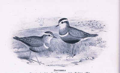 Mornellregenpfeifer, Natur in Großbritannien veröffentlicht von Collins, 1946 von Henry Constantine Richter