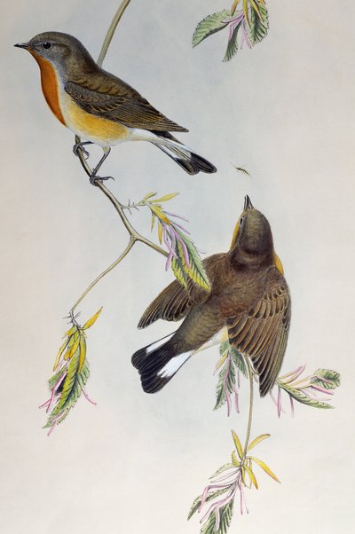 Zwergschnäpper (Ficedula parva), aus Vögel Großbritanniens von Henry Constantine Richter
