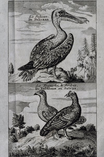 Pelikan, Haselhuhn und Rebhuhn, Gravur aus Reise nach der Hudson Bay von Henry Ellis