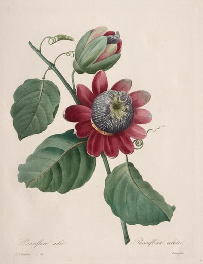 Auswahl der schönsten Blumen...schönste Früchte: Geflügelte Passionsblume von Henry Joseph Redouté