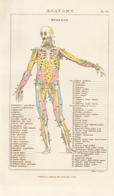 Muskulatur des menschlichen Körpers – Vorderansicht von Henry Mutlow