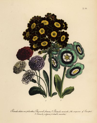 Burnards Formosa, Primula Elatior Polyanthus, Eroberer von Europa Aurikel, Primula Aurikel und Gemeine Primel (Chromolithografie) von Henry Noel Humphreys