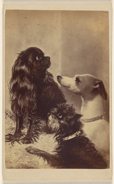 Floss, Daisy & Fee; Hunde der Baronin McClifford von Henry Pointer