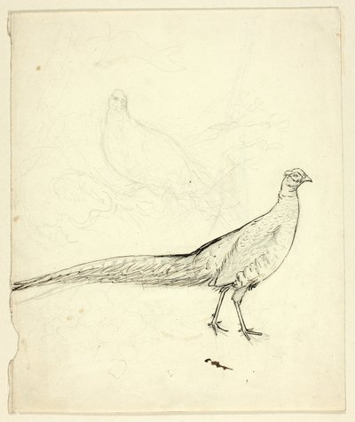 Zwei Skizzen eines Fasans (recto); Skizze von Fasanen und weiblichem Akt (verso) von Henry Stacy Marks