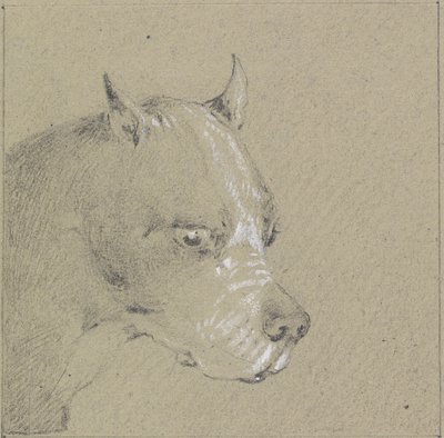 Kopf und Schultern eines Boxerhundes (Graphit mit Weiß auf Papier) von Henry Thomas Alken