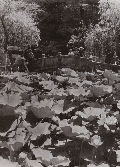 Ein Lotus-Teich von Herbert Ponting