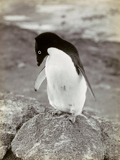 Ein Pinguin in der Antarktis von Herbert Ponting