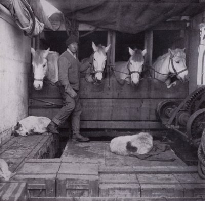 Captain Oates mit Ponys und Hunden auf See von Herbert Ponting