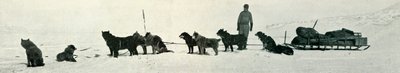 Hunde mit Vorräten, die Hut Point verlassen, um 1911, 1913 von Herbert Ponting