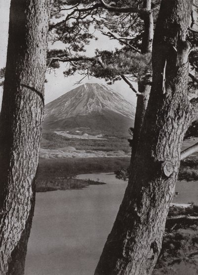 Fuji und die Kiefern von Herbert Ponting