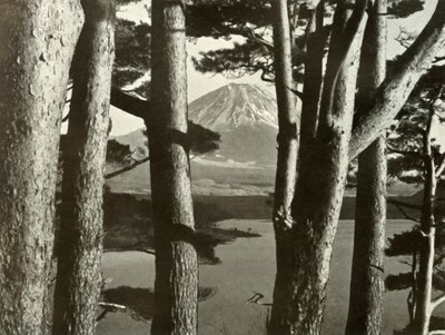 Fuji und die Kiefern, 1910 von Herbert Ponting