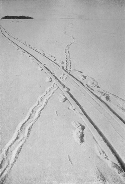 Schlittenbahn kreuzt die Spur eines Adéliepinguins, 8. Dezember 1911 von Herbert Ponting