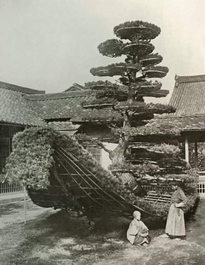 Die Kiefer-Junk am Kinkakuji, 1910 von Herbert Ponting