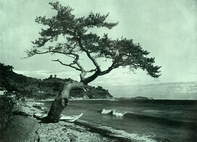 Der Baum und die Welle von Herbert Ponting
