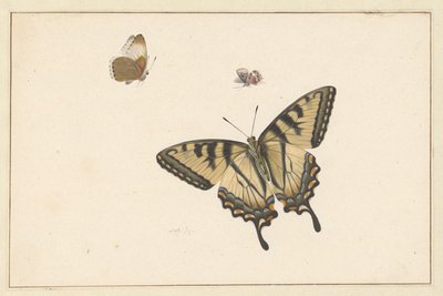 Drei Schmetterlinge von Herman Henstenburgh