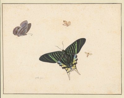 Drei Schmetterlinge und eine Wespe oder Fliege von Herman Henstenburgh
