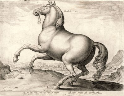 Gallicus aus der Serie Pferde aus dem Stall von Don Juan von Österreich von Hieronymus or Jerome Wierix