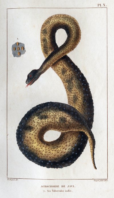 Java-Akrochord. Seine isolierten Tuberkel. Fauna der Ärzte oder Geschichte der Tiere und ihrer Produkte von Hippolyte Cloquet - Band 6 - 1825. von Hippolyte Cloquet