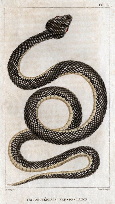 Darstellung des Trigonocephale - Speerspitze: Reptil. Tafel aus Fauna der Ärzte oder Geschichte der Tiere und ihrer Produkte von Hippolyte Cloquet