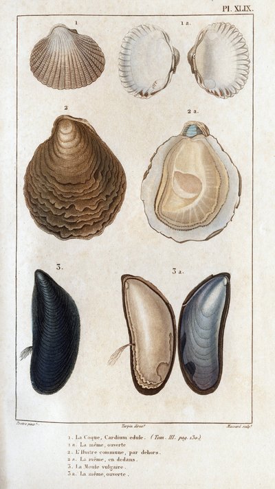 Die Hülle, die gleiche offen, die gemeine Auster, die gleiche offen, die vulgäre Muschel, die gleiche offen. Fauna der Ärzte oder Geschichte der Tiere und ihrer Produkte von Hippolyte Cloquet von Hippolyte Cloquet