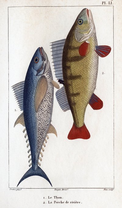 Thunfisch und Flussbarsch. Fauna der Ärzte oder Geschichte der Tiere und ihrer Produkte von Hippolyte Cloquet von Hippolyte Cloquet