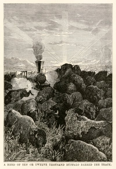 Eine Herde von zehn oder zwölftausend Büffeln versperrte den Weg, aus In 80 Tagen um die Welt von Jules Verne (1828-1905), graviert von Louis Prevost, 1873 von Hippolyte Leon Benett
