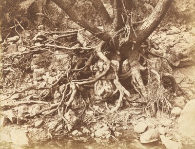 Baum mit Wurzelgeflecht von Hugh Owen