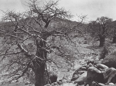 Afrika: Baobab-Baum, Dar Nuba von Hugo Adolf Bernatzik