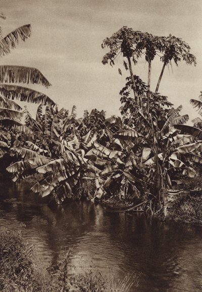 Mexiko: Bananen und Papayas, Bundesstaat Vera Cruz von Hugo Brehme