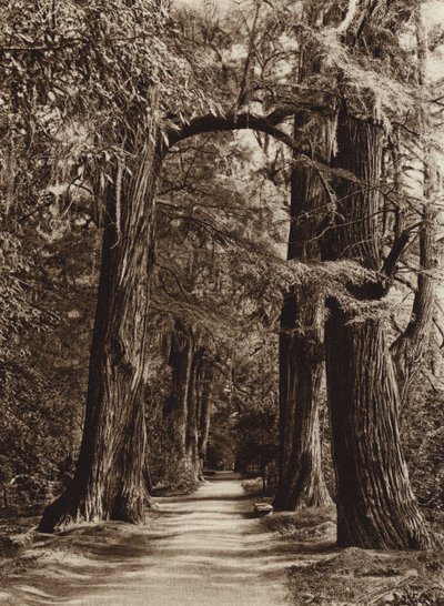 Mexiko: Hauptstadt Mexiko, Chapultepec Park, Alameda der Philosophen von Hugo Brehme