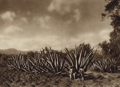 Mexiko: Umgebung von Tepepam mit Agavenfeld von Hugo Brehme