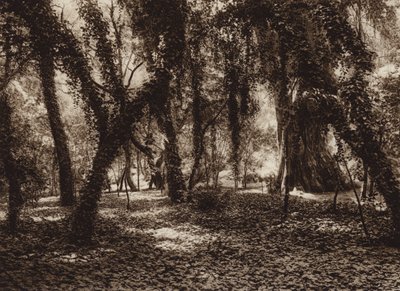 Mexiko: Idyllischer Ort im Chapultepec Park von Hugo Brehme