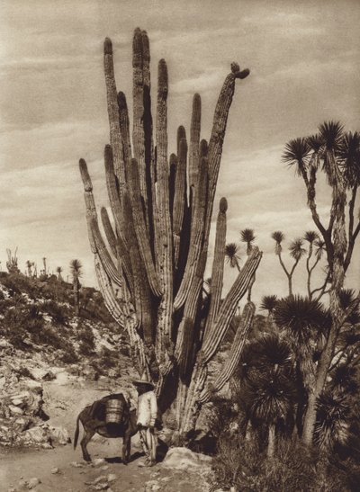 Mexiko: Salinen von Tehuacan mit "Pilocereus Tetezo" von Hugo Brehme