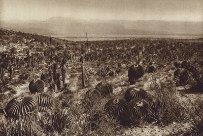 Mexiko: Sierra de Tehuacan, Im Vordergrund "Echinocactus grandis" von Hugo Brehme