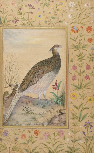 Ein Himalaya-Schneehuhn von Indian School