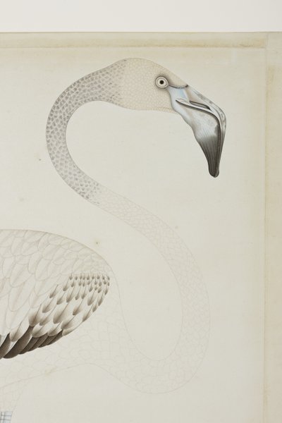 Ein Flamingo (Detail), ca. 1780 von Indian School