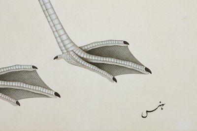 Ein Flamingo (Detail), ca. 1780 von Indian School