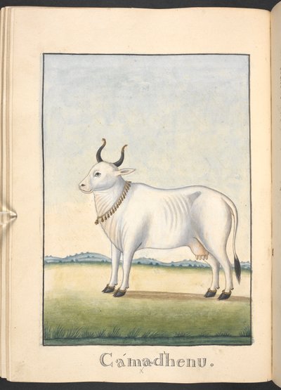 Kamadhenu, die Kuh der Fülle von Indian School