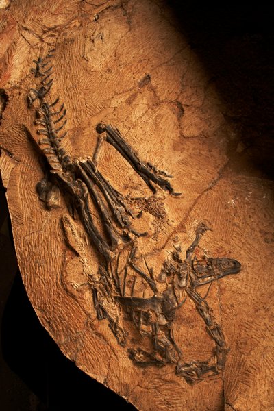 Ein zahnloser Ceratosaurier am Institut für Wirbeltierpaläontologie und Paläoanthropologie in Xiaotangshan, Nord-Peking, China von Ira Block